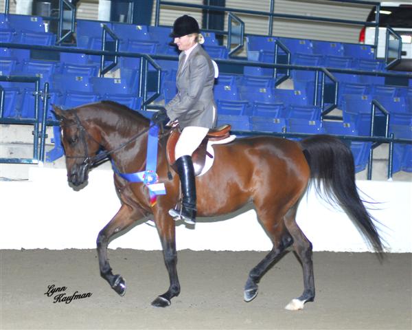 Just Breezin By~ Champion Sport Horse Jr Horse